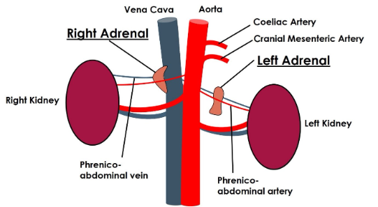 Adrenal Glands 1