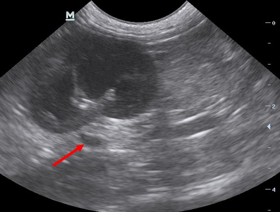 IMAGE 5 Feline Adrenal